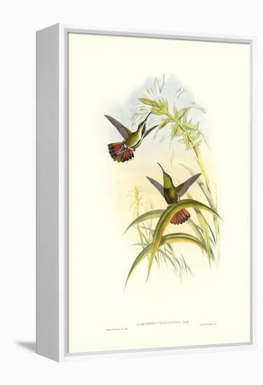Gould Hummingbird I-John Gould-Framed Stretched Canvas