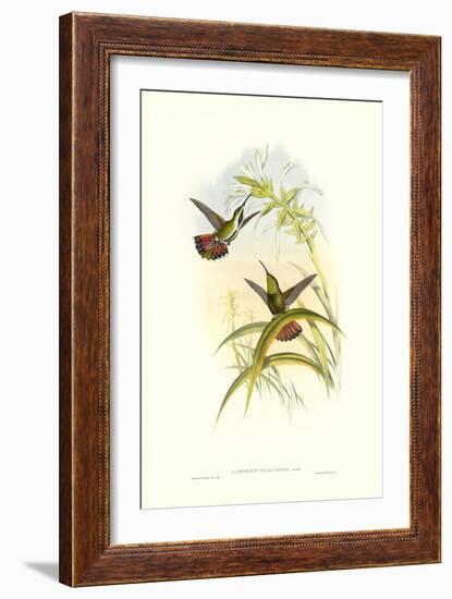 Gould Hummingbird I-John Gould-Framed Art Print