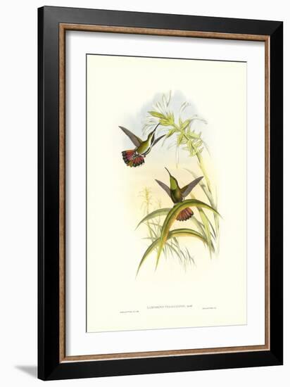 Gould Hummingbird I-John Gould-Framed Art Print