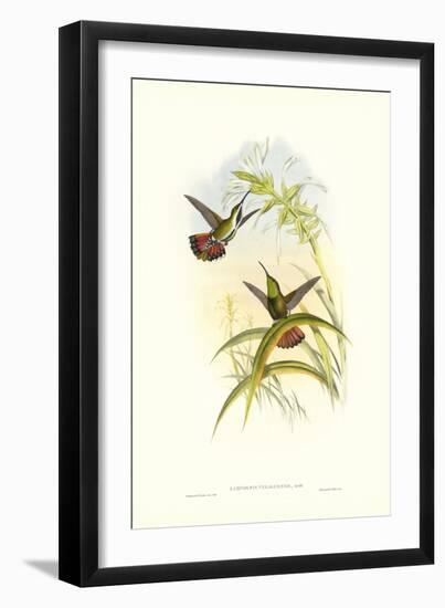 Gould Hummingbird I-John Gould-Framed Art Print