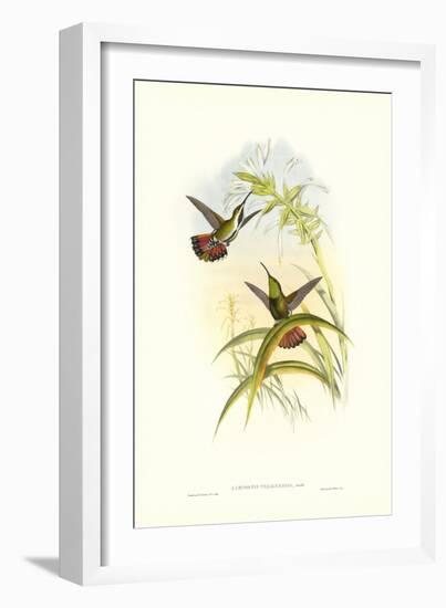 Gould Hummingbird I-John Gould-Framed Art Print