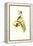 Gould Hummingbird II-John Gould-Framed Stretched Canvas