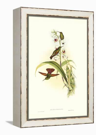 Gould Hummingbird II-John Gould-Framed Stretched Canvas