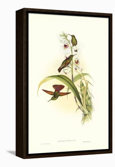 Gould Hummingbird II-John Gould-Framed Stretched Canvas