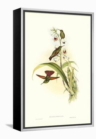 Gould Hummingbird II-John Gould-Framed Stretched Canvas