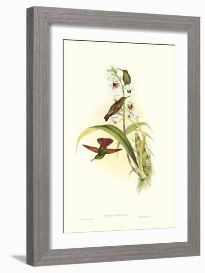 Gould Hummingbird II-John Gould-Framed Art Print