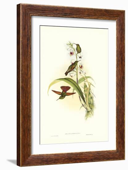 Gould Hummingbird II-John Gould-Framed Art Print