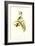 Gould Hummingbird II-John Gould-Framed Art Print