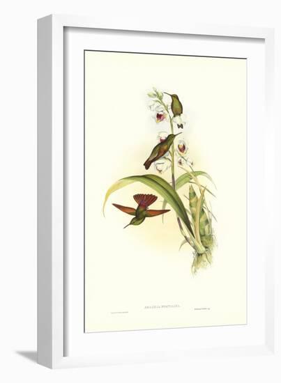 Gould Hummingbird II-John Gould-Framed Art Print