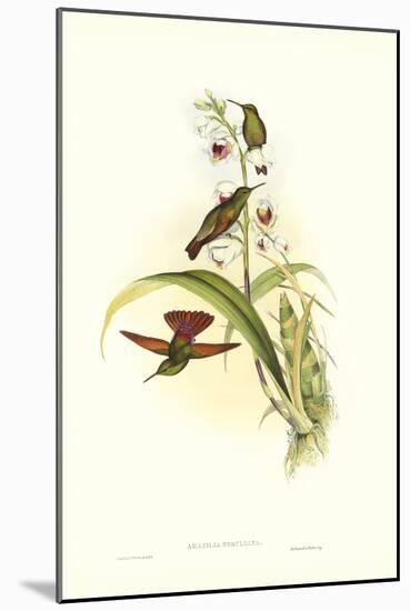 Gould Hummingbird II-John Gould-Mounted Art Print