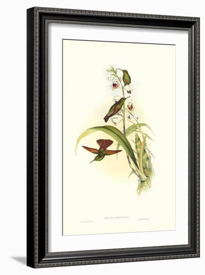 Gould Hummingbird II-John Gould-Framed Art Print