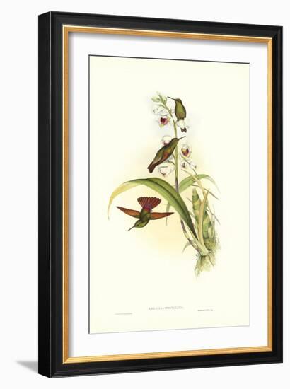 Gould Hummingbird II-John Gould-Framed Art Print