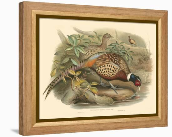 Gould Pheasants I-John Gould-Framed Stretched Canvas