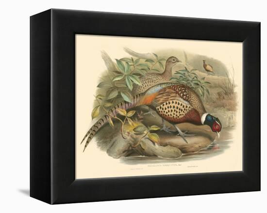 Gould Pheasants I-John Gould-Framed Stretched Canvas