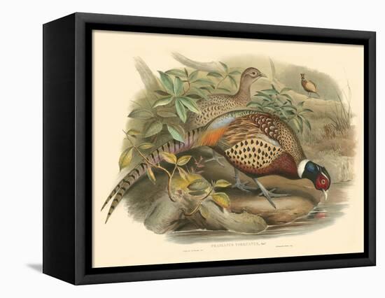 Gould Pheasants I-John Gould-Framed Stretched Canvas