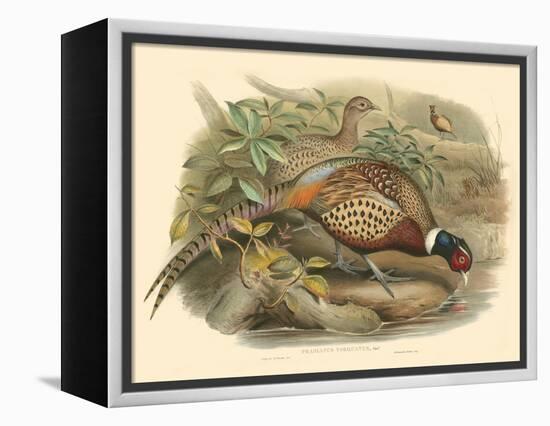 Gould Pheasants I-John Gould-Framed Stretched Canvas