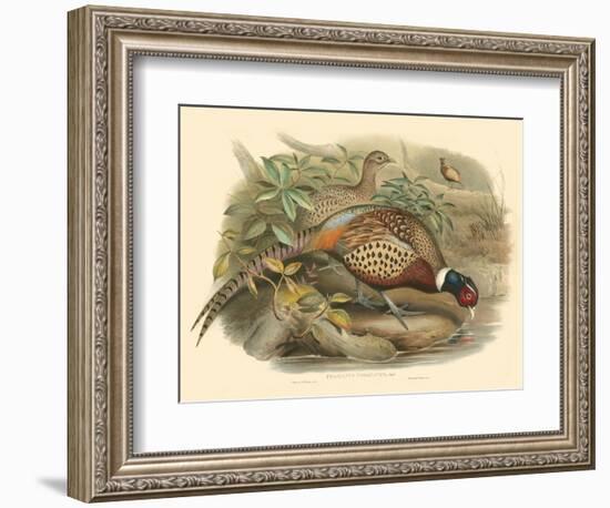 Gould Pheasants I-John Gould-Framed Art Print