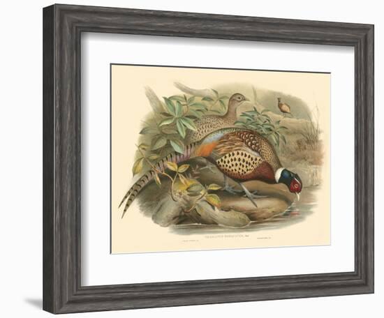 Gould Pheasants I-John Gould-Framed Art Print