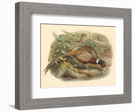 Gould Pheasants I-John Gould-Framed Art Print