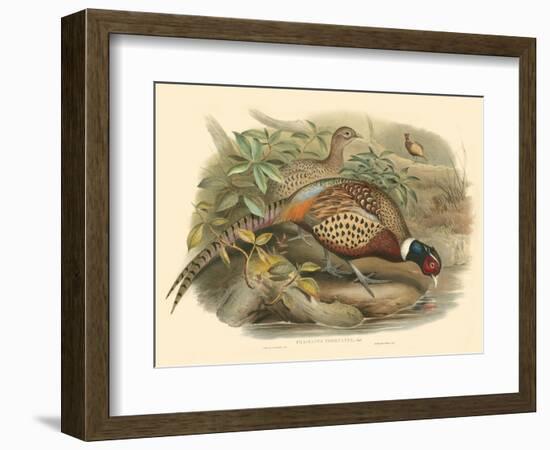 Gould Pheasants I-John Gould-Framed Art Print