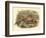 Gould Pheasants I-John Gould-Framed Art Print