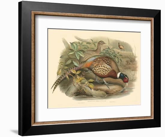 Gould Pheasants I-John Gould-Framed Art Print