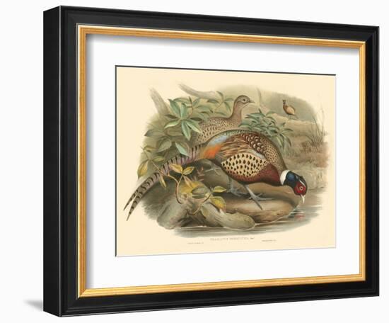 Gould Pheasants I-John Gould-Framed Art Print