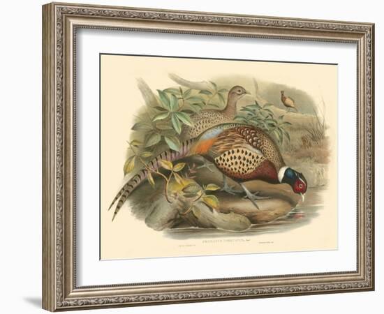 Gould Pheasants I-John Gould-Framed Art Print