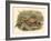 Gould Pheasants I-John Gould-Framed Art Print