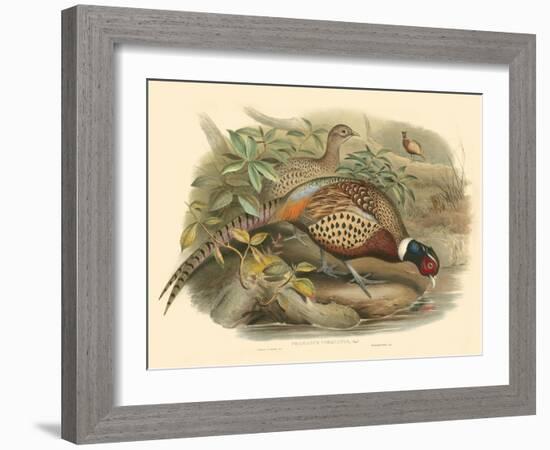 Gould Pheasants I-John Gould-Framed Art Print