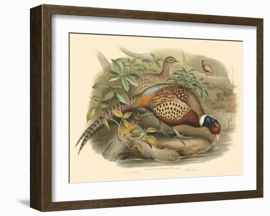 Gould Pheasants I-John Gould-Framed Art Print