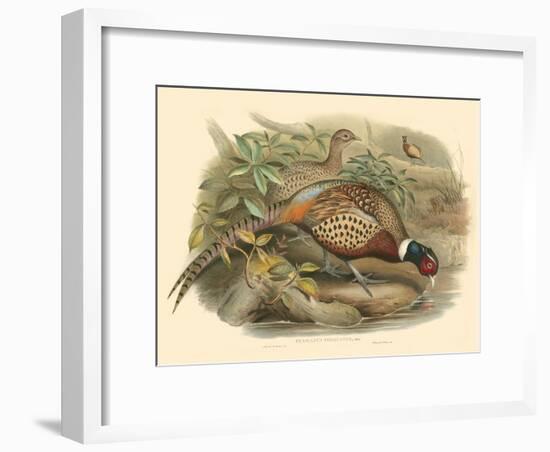 Gould Pheasants I-John Gould-Framed Art Print