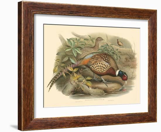 Gould Pheasants I-John Gould-Framed Art Print