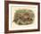 Gould Pheasants I-John Gould-Framed Art Print