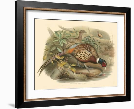 Gould Pheasants I-John Gould-Framed Art Print