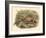 Gould Pheasants I-John Gould-Framed Art Print