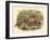 Gould Pheasants I-John Gould-Framed Art Print