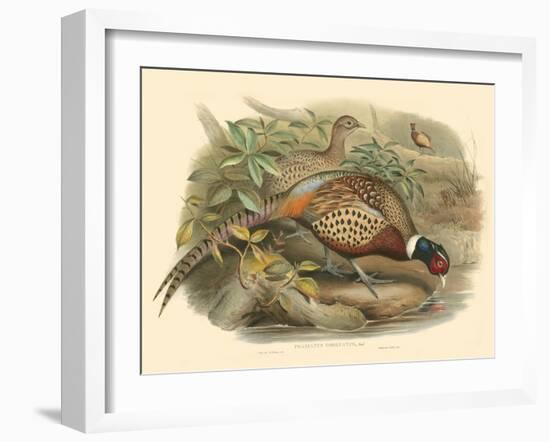 Gould Pheasants I-John Gould-Framed Art Print