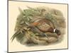 Gould Pheasants I-John Gould-Mounted Art Print