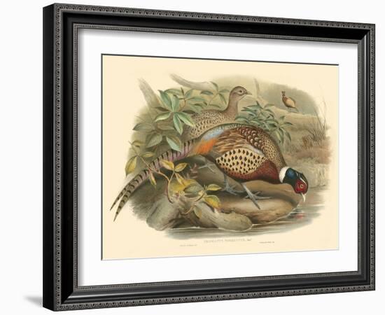 Gould Pheasants I-John Gould-Framed Art Print