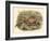 Gould Pheasants I-John Gould-Framed Art Print