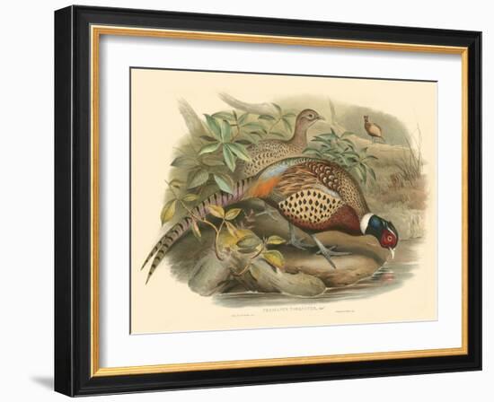 Gould Pheasants I-John Gould-Framed Art Print