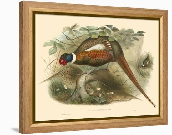 Gould Pheasants II-John Gould-Framed Stretched Canvas