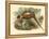 Gould Pheasants II-John Gould-Framed Stretched Canvas