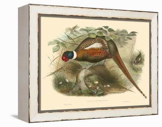 Gould Pheasants II-John Gould-Framed Stretched Canvas