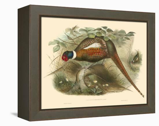 Gould Pheasants II-John Gould-Framed Stretched Canvas