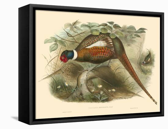 Gould Pheasants II-John Gould-Framed Stretched Canvas