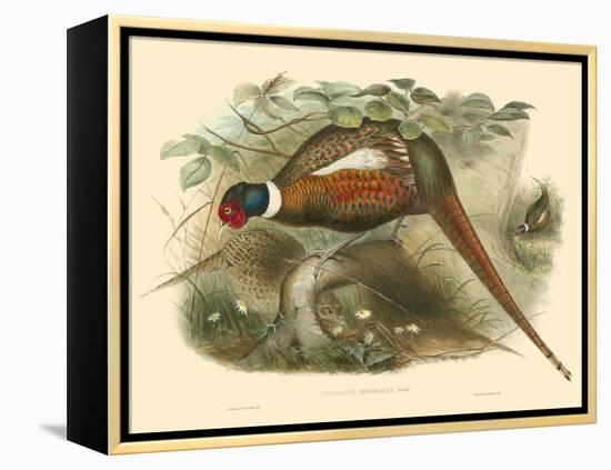 Gould Pheasants II-John Gould-Framed Stretched Canvas