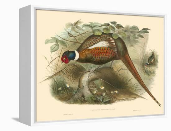 Gould Pheasants II-John Gould-Framed Stretched Canvas