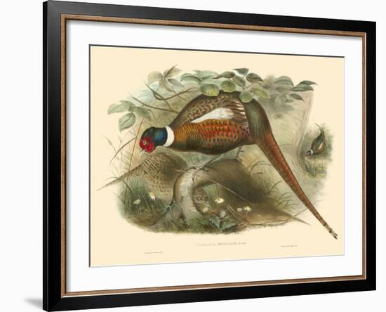 Gould Pheasants II-John Gould-Framed Art Print